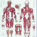 Muscular System Chart