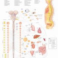 Autonomic Nervous System