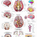 The Brain Chart