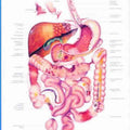 Diseases Of The Digestive System
