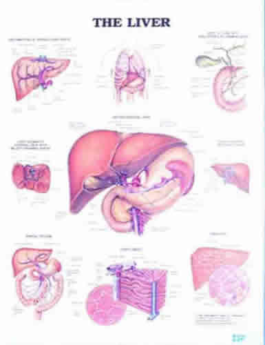Liver Chart