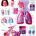 Respiratory System Chart