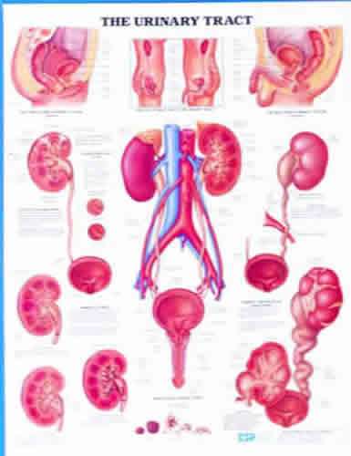 Urinary Tract Chart
