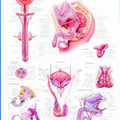 The Male Reproductive System