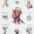 Head and Neck Chart