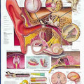 Ear Chart