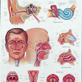 Ear, Nose & Throat Chart