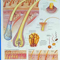 The Human Hair Chart