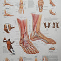 Foot & Ankle Chart
