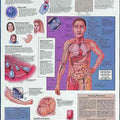 Aids Chart