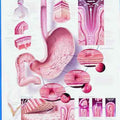 Understanding Ulcers Chart