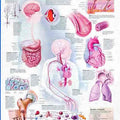 The Maturing Body Chart