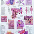 Understanding Cancer