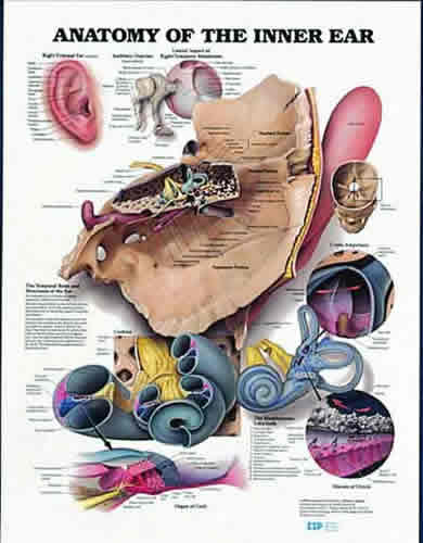 Anatomy Of Inner Ear Chart