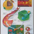 Understand Cholesterol Chart