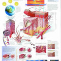 Understanding Skin Cancer Chart