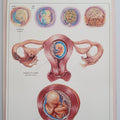 Process of Giving Birth Charts