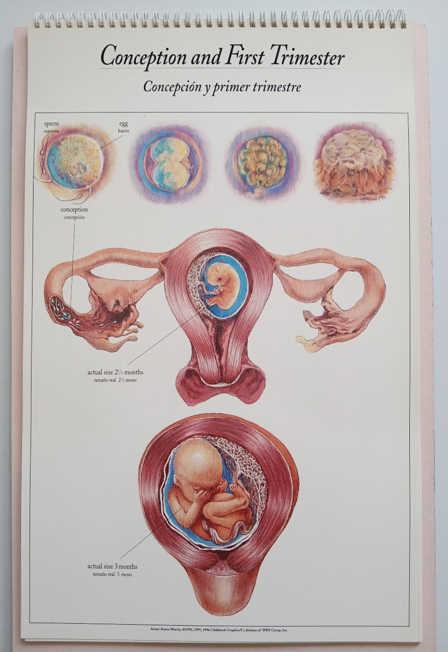 Process of Giving Birth Charts