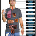 Harmful Effects Alcohol Chart