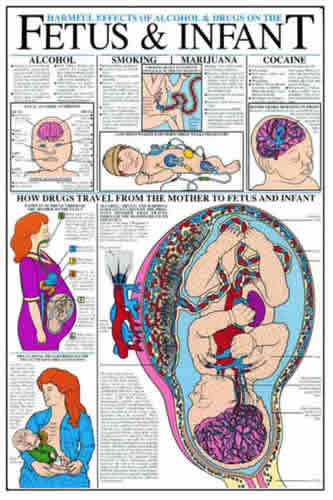 Harmful Effects Of Alcohol & Drugs On The Fetus And Infant