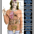 Harmful Effects Of Methampthetamine