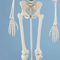 Therapy Skeleton