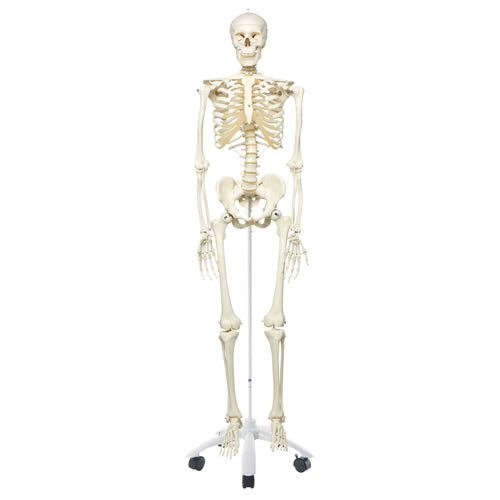Skeleton,Standard Quality