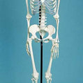 Skeleton Medical Quality, Male