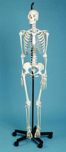 Skeleton Medical Quality, Male, 3 Part Skull