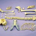 Disarticulated Skeleton, Full
