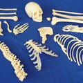 Disarticulated Half Skeleton, 2 Part Skull