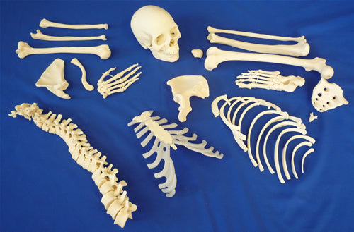 Disarticulated Half Skeleton, 2 Part Skull