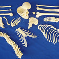 Disarticulated Half Skeleton, 3 Part Skull, Hands And Feet On Nylon