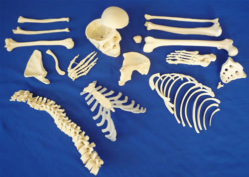 Disarticulated Half Skeleton, 3 Part Skull, Hands And Feet On Nylon