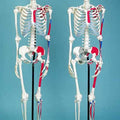 Skeleton Showing Muscular Attachments, 3 Part Skull