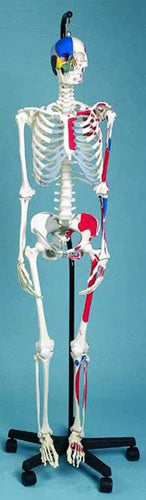 Skeleton Showing Muscular Attachments And Ligaments