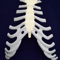 Sternum