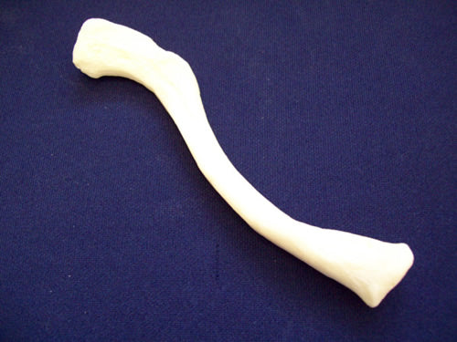 Clavicle