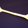 Humerus
