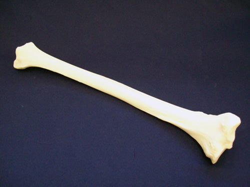 Tibia