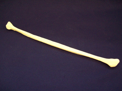 Fibula
