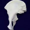 Pelvis Wing (innominate bone)