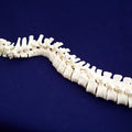 Vertebral Column, Loosely Strung