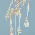 Miniature Skeleton, Flexible Spine with Muscle Attachments