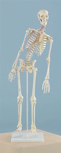 Miniature Skeleton, Flexible Spine with Muscle Attachments