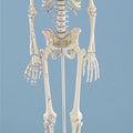Miniature Skeleton, Rigid Spine with Muscle Attachments
