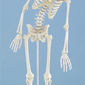 Miniature Skeleton, Flexible Spine