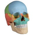 22-Part Skull, Magnetic, Didactic