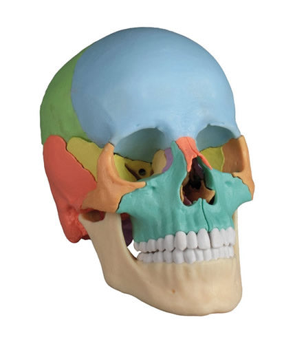 22-Part Skull, Magnetic, Didactic