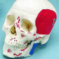 Painted Skull, To Show Muscles